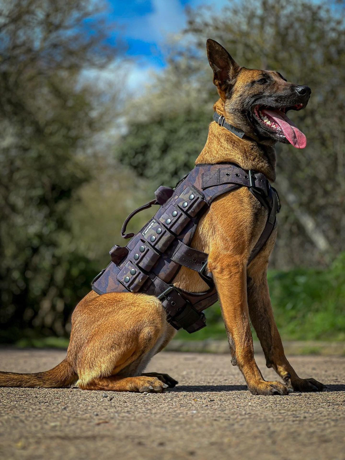 What are Weighted Dog Vests and How are They Used?