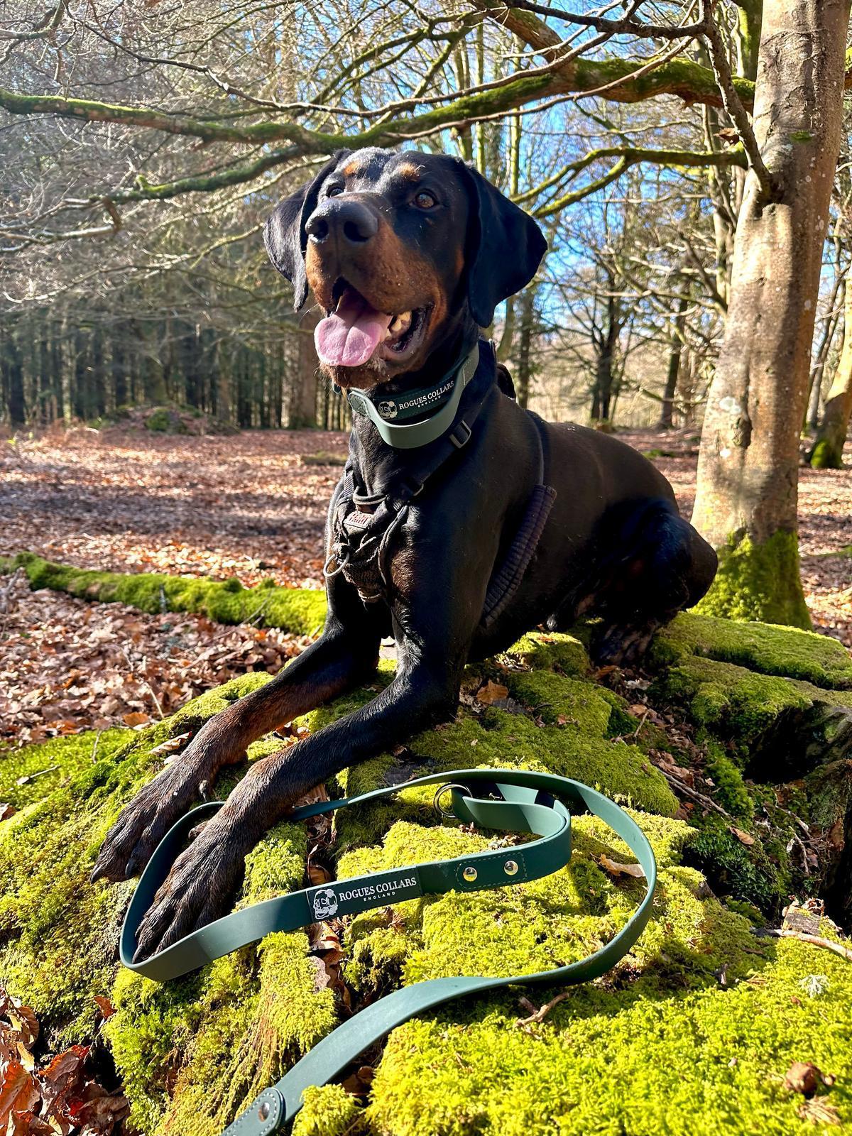 Choosing the Best Dog Collar for Your Dog