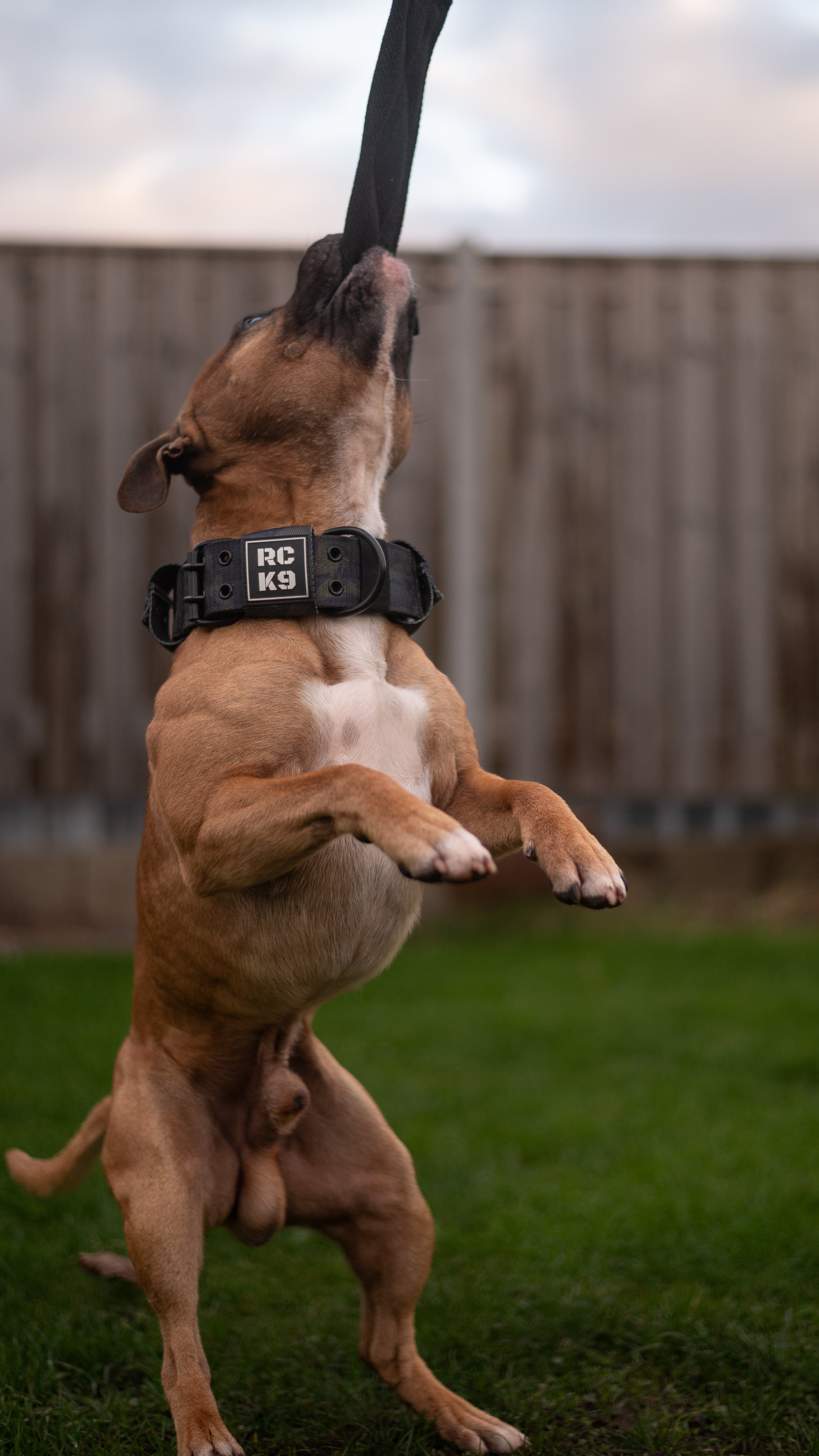 Royal rogue dog outlet collars