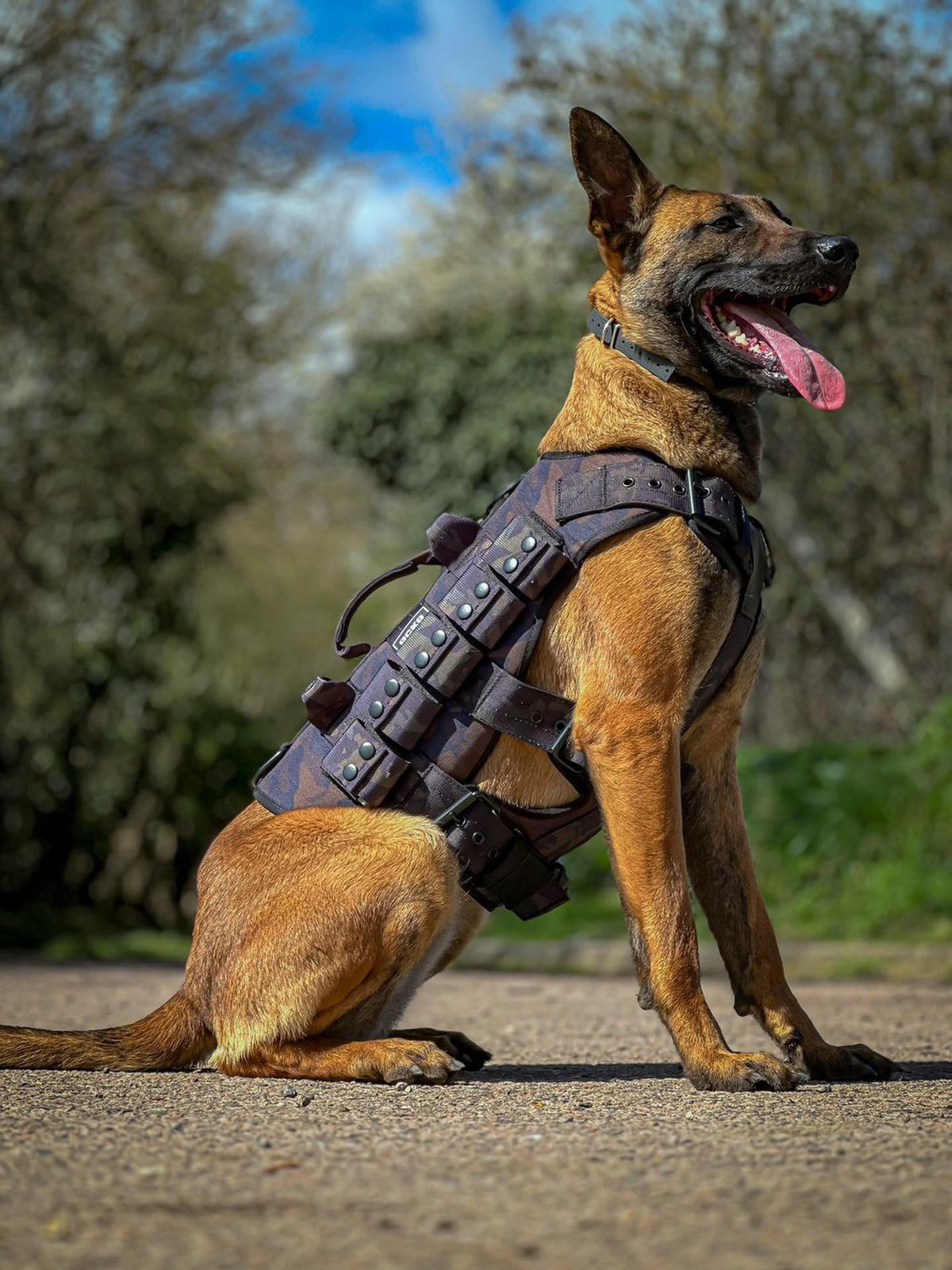 Wearing RCK9 Weighted Dog Harness 